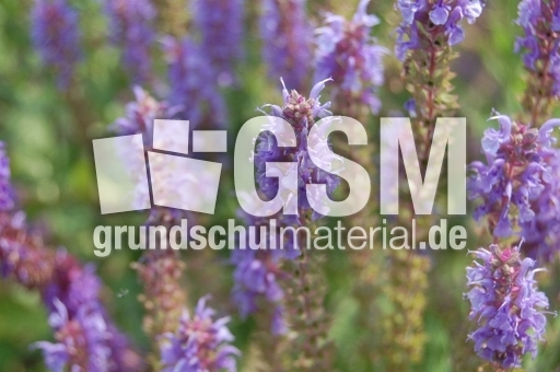 Ziersalbei_1.JPG